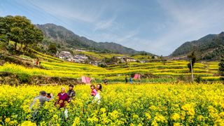 建德胥岭村油菜花 景点图 528_2