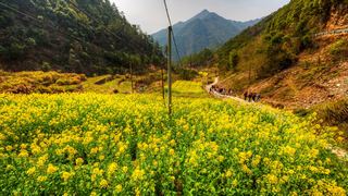 建德胥岭村油菜花 景点图 528_3