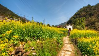 建德胥岭村油菜花 景点图 528_4