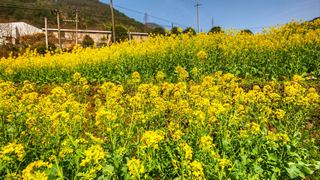 建德胥岭村油菜花 景点图 528_5