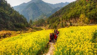 建德胥岭村油菜花 景点图 528_6