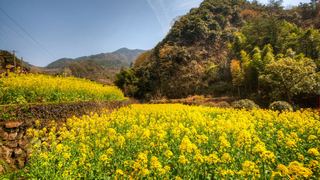 建德胥岭村油菜花 景点图 528_7
