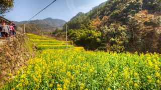 建德胥岭村油菜花 景点图 528_8
