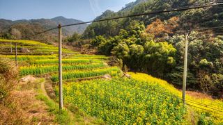 建德胥岭村油菜花 景点图 528_9