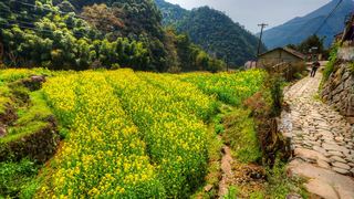 建德胥岭村油菜花 景点图 528_10