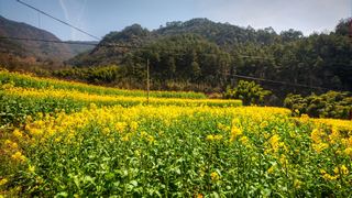 建德胥岭村油菜花 景点图 528_11