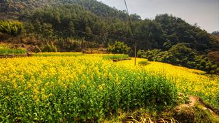 建德胥岭村油菜花 景点图 528_12