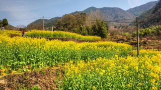 建德胥岭村油菜花 景点图 528_13
