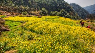 建德胥岭村油菜花 景点图 528_14