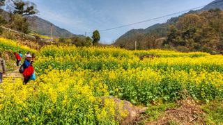 建德胥岭村油菜花 景点图 528_15