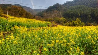 建德胥岭村油菜花 景点图 528_16