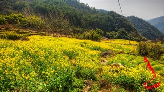 建德胥岭村油菜花 景点图 528_17