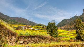 建德胥岭村油菜花 景点图 528_19