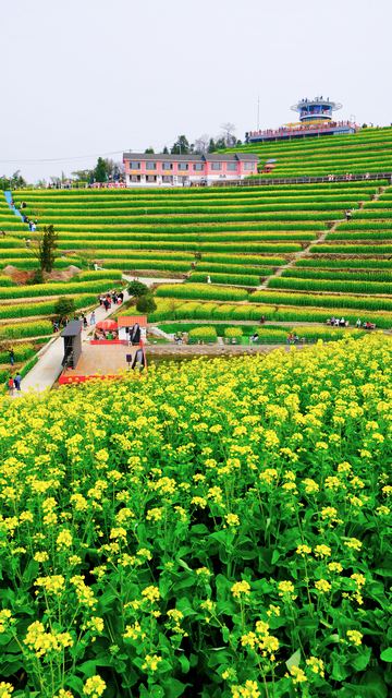 ‌富阳黑山顶梯田油菜花