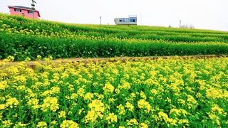 ‌富阳黑山顶梯田油菜花 景点图 534_2