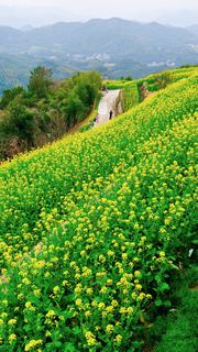 ‌富阳黑山顶梯田油菜花 景点图 534_3