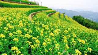 ‌富阳黑山顶梯田油菜花 景点图 534_4
