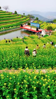 ‌富阳黑山顶梯田油菜花 景点图 534_5