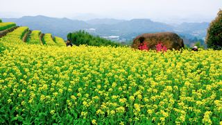 ‌富阳黑山顶梯田油菜花 景点图 534_6