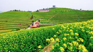 ‌富阳黑山顶梯田油菜花 景点图 534_7