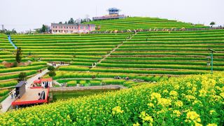 ‌富阳黑山顶梯田油菜花 景点图 534_8