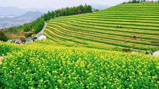‌富阳黑山顶梯田油菜花 景点图 534_9