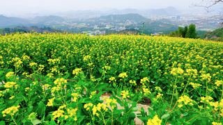 ‌富阳黑山顶梯田油菜花 景点图 534_10