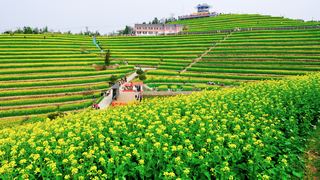 ‌富阳黑山顶梯田油菜花 景点图 534_11