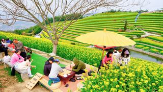 ‌富阳黑山顶梯田油菜花 景点图 534_12