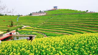 ‌富阳黑山顶梯田油菜花 景点图 534_13