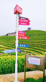 ‌富阳黑山顶梯田油菜花 景点图 534_14
