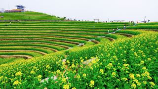 ‌富阳黑山顶梯田油菜花 景点图 534_15
