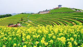 ‌富阳黑山顶梯田油菜花 景点图 534_16