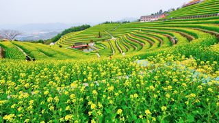 ‌富阳黑山顶梯田油菜花 景点图 534_18