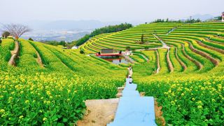 ‌富阳黑山顶梯田油菜花 景点图 534_19