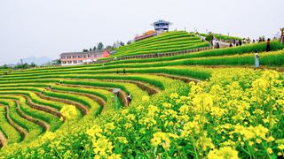 ‌富阳黑山顶梯田油菜花 景点图 534_20