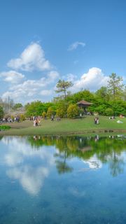 太子湾樱花、郁金香 景点图 540_10