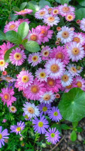 西溪湿地花朝节