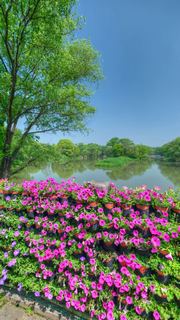 西溪湿地花朝节 景点图 542_8