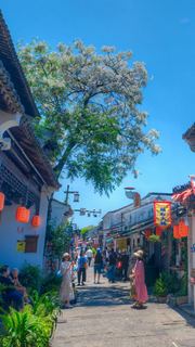 仓桥直街苦楝树 景点图 546_15
