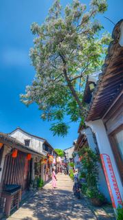 仓桥直街苦楝树 景点图 546_16