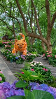 吴山城隍阁绣球花展 景点图 558_6