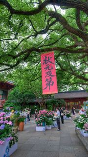 吴山城隍阁绣球花展 景点图 558_15