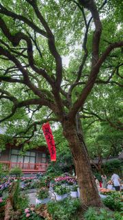 吴山城隍阁绣球花展 景点图 558_16