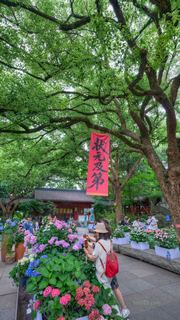 吴山城隍阁绣球花展 景点图 558_18