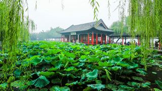 大明湖 景点图 56_6