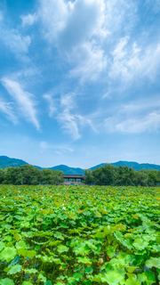 湘湖荷花庄 景点图 561_2
