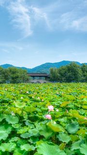 湘湖荷花庄 景点图 561_5