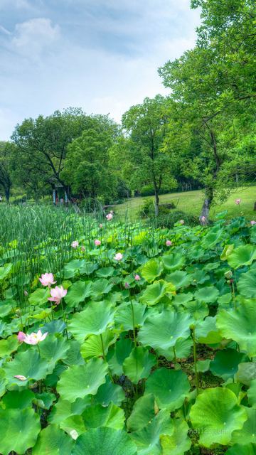 湘湖荷花庄 景点图 561_11