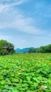 湘湖荷花庄 景点图 561_12
